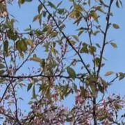14日までは即日発送の画像