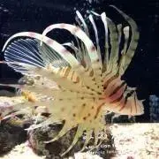 もちこの画像