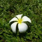 Pomsan♡の画像