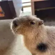 ゆずてーる