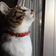 きたちゃん