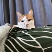 えす