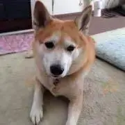 ロン助の画像
