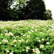 shの画像