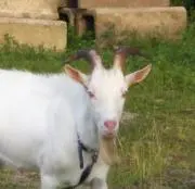 こめだの画像