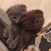 たーた