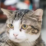ねっこの画像