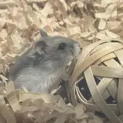 すけ