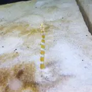 あいりん