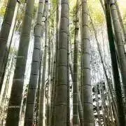 ♯ズボラんの画像