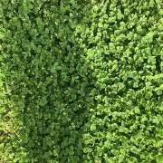 みどりの画像