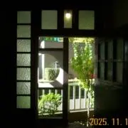 またたび