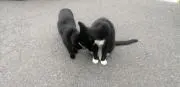 まさお
