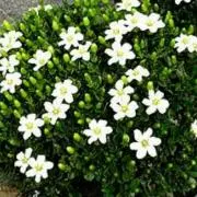 ohanaの画像