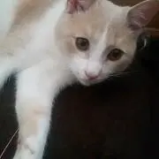 ここちゃん