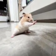 たろうの画像