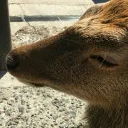 komisoの画像