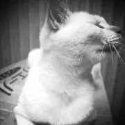 猫のまーちゃん(ฅ´ω`ฅ)