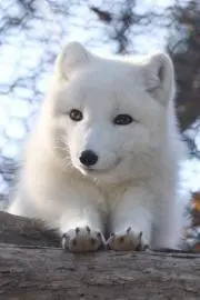 ホワイトの画像