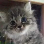 ろんの画像