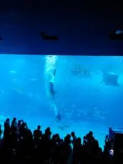 カピバラの画像