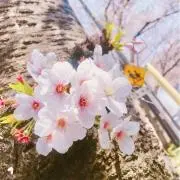 日和＊