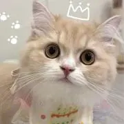 きなこの画像