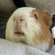 ユ
