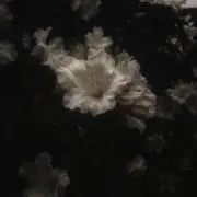 ♬の画像