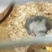 ヒッキー