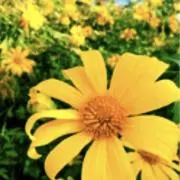 miki   ☆即購入OK☆の画像