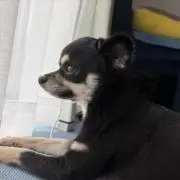 リー