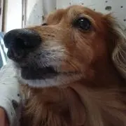 ピチ子の画像