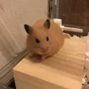 ひろぽんの画像