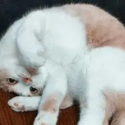 みみの画像