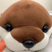 masa