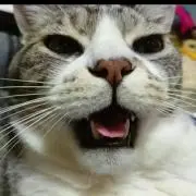 なっすの画像