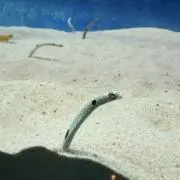 きなこの画像