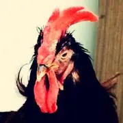 どすこい