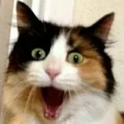 CUTECAT スマホケースアクセサリーの画像