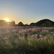 ume89の画像
