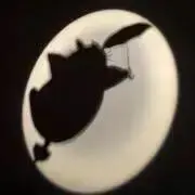 キズナの画像