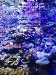 秋茜の画像