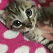SIDの画像