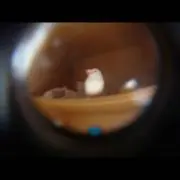 もものき