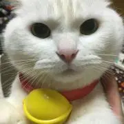 にゃあちゃんの画像