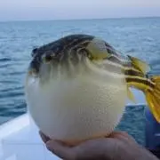 ぬきぬきさん太郎の画像