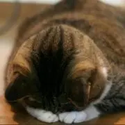たけのこの画像