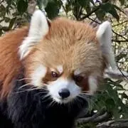 あかしろの画像