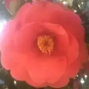 フリ☆ル